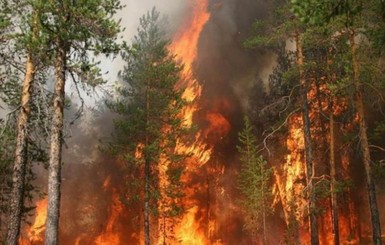 Пожары в Одесской области уничтожили восемь дач