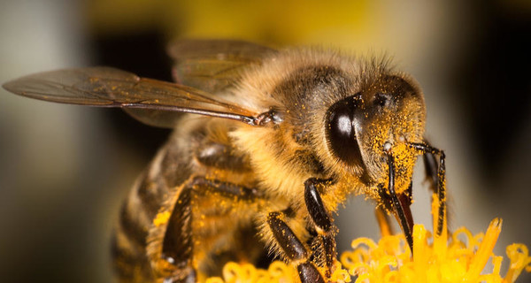 Харьковчанин умер от укуса пчелы в канун Медового спаса