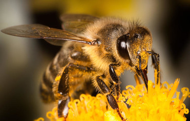 Харьковчанин умер от укуса пчелы в канун Медового спаса