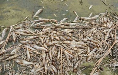 Из-за жары под Черкассами берега Днепра усеяны мертвой рыбой