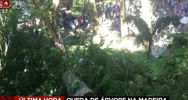 На Мадейре упавший дуб убил 12 человек, а в Нью-Йорке дерево придавило мать с детьми 