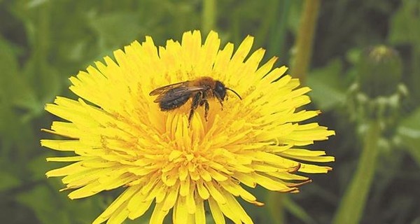 На Тернопольщине от укуса пчелы умер мальчик