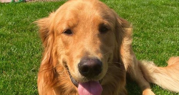 В США собака выкопала тайник с героином на сумму 85 тысяч долларов