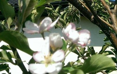 Под Запорожьем  второй раз за год цветут яблони