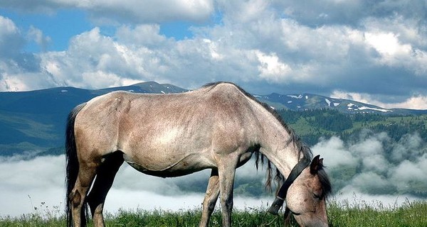 В Карпатах возрождают гуцульских лошадей