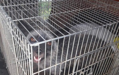 Волонтеры спасли 13 чёрно-бурых лис, которых хотели пустить на шапки и воротники 