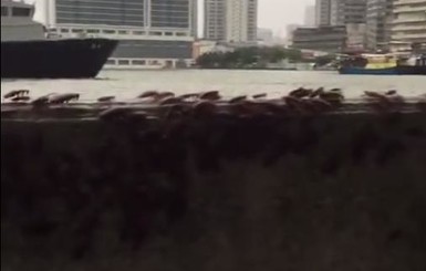 В Китае сняли на видео массовый побег тараканов от тайфуна 
