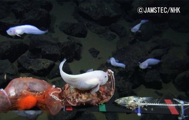 Ученым впервые удалось снять на видео самую глубоководную рыбу на планете