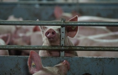Украина запретила импорт польской свинины из-за африканской чумы 