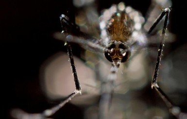 С начала года в Украине от малярии умерли уже три человека