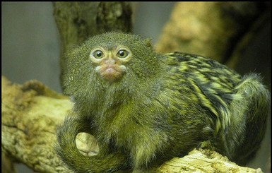 Самая маленькая обезьянка в мире родила близнецов