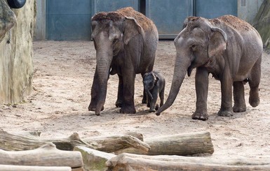 Немка завещала Кельнскому зоопарку 22 миллиона долларов