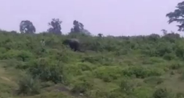 В Индии слон затоптал любителя селфи