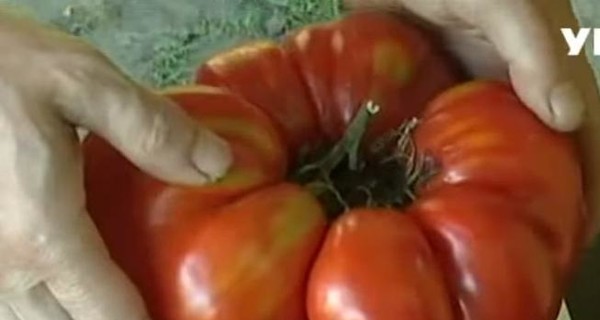 Львовский фермер похвастался полуторакилограммовым помидором