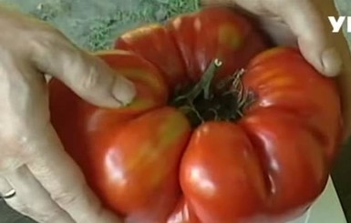 Львовский фермер похвастался полуторакилограммовым помидором