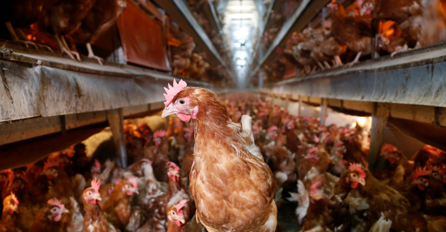 Куриные яйца могут стать на четверть дороже