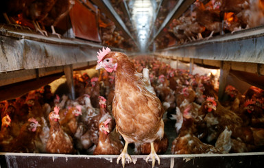 Куриные яйца могут стать на четверть дороже