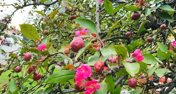 В Ужгороде посреди сентября расцвели яблони, каштаны и розы