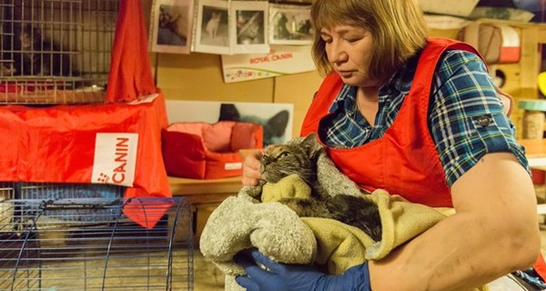 В Эрмитаже погибли четверо музейных котов во время пожара