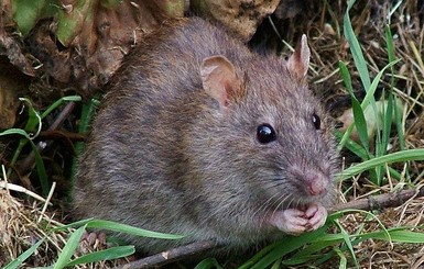 Во Франции крысы отгрызли парализованной девочке пальцы