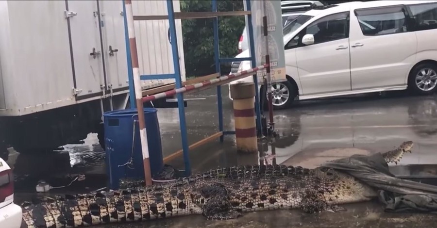 В Малайзии возле магазина поймали огромного крокодила