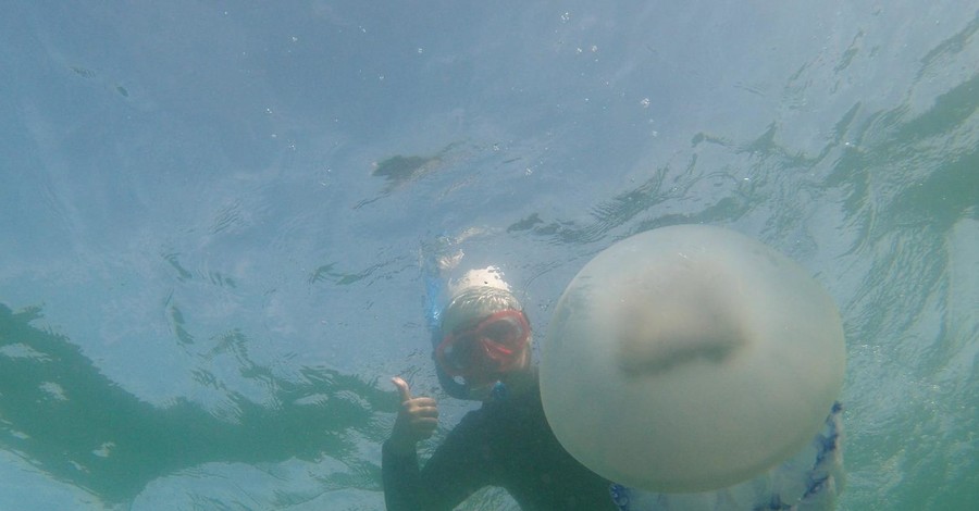 В Одессе отдыхающих пугают огромные медузы