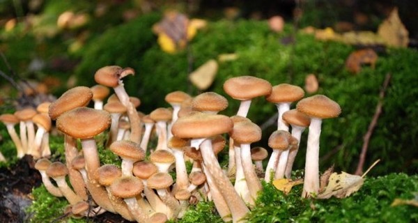 Первая помощь при отравлении грибами