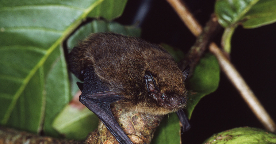 Ученые заявили о вымирании вида летучих мышей на острове Рождества 