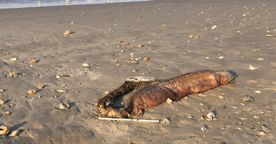На пляже в Техасе нашли неизвестное  животное