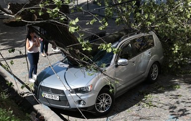 Во Львове дерево упало на автомобиль нардепа от БПП