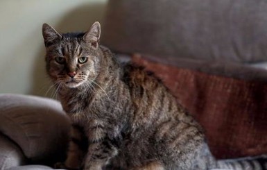 В Великобритании умер старейший кот в мире