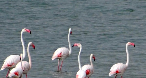 В Украину занесло ветром розовых фламинго