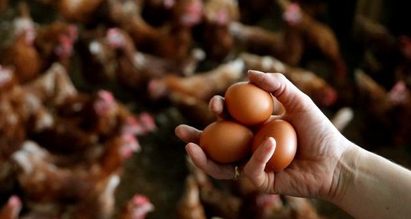 Куриные яйца подорожают до 26 гривен за десяток