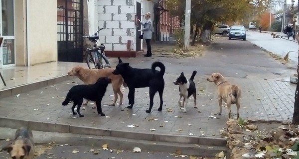 В Киеве за три дня насчитали более трех тысяч бродячих собак