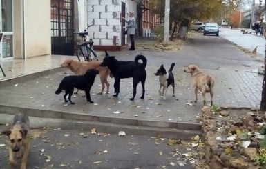 В Киеве за три дня насчитали более трех тысяч бродячих собак