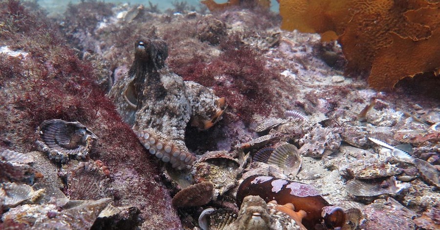 У берегов Австралии обнаружили подводный 