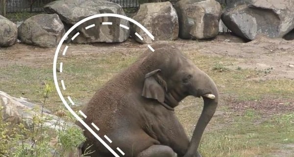 Киевский зоопарк показал, как слоник Хорас купается в луже