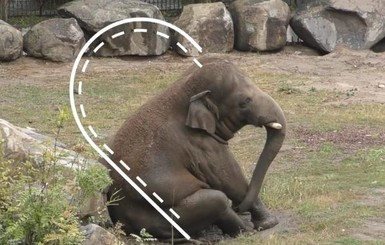 Киевский зоопарк показал, как слоник Хорас купается в луже