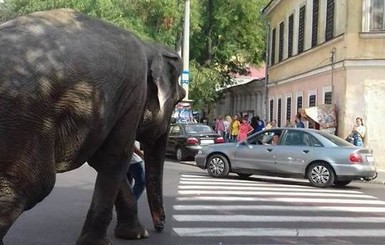 В Одессе цирковой слон выбежал на проезжую часть и ходил между авто 