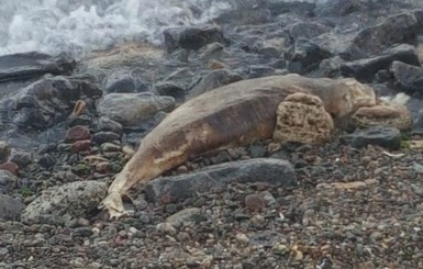 Одесситы жалуются на труп дельфина, который разлагается на пляже уже неделю 