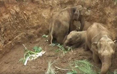 На Шри-Ланке четыре слона упали в яму