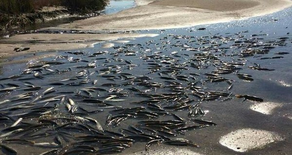 Мор рыбы в Молочном лимане: ущерб оценивают в 65 миллионов гривен