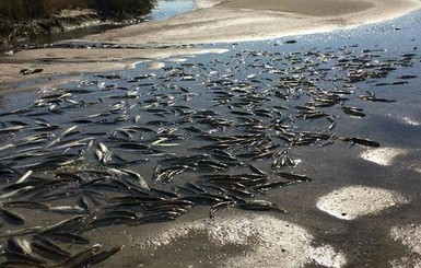 Мор рыбы в Молочном лимане: ущерб оценивают в 65 миллионов гривен
