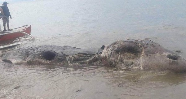 Неизвестное морское существо выбросило на берег Филиппин