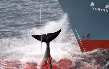 В Японии убили 177 китов, чтоб исследовать их