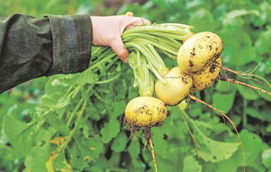 Способы сберечь овощи, которые не слишком часто растут на наших участках