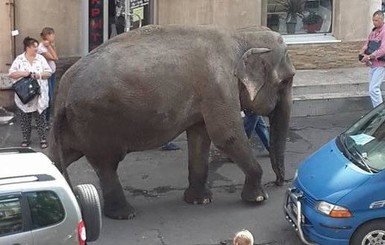 Бродячего циркового слона ждут в одесском зоопарке