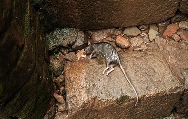 На Мадагаскаре нашествие крыс привело к вспышке чумы, погибли 19 человек