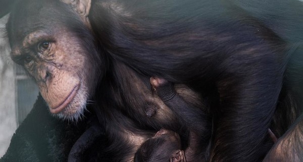 В Харьковском экопарке рассказали о причинах нападения шимпанзе на смотрителя