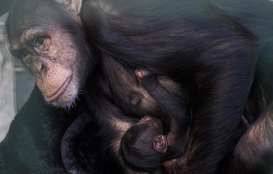 В Харьковском экопарке рассказали о причинах нападения шимпанзе на смотрителя